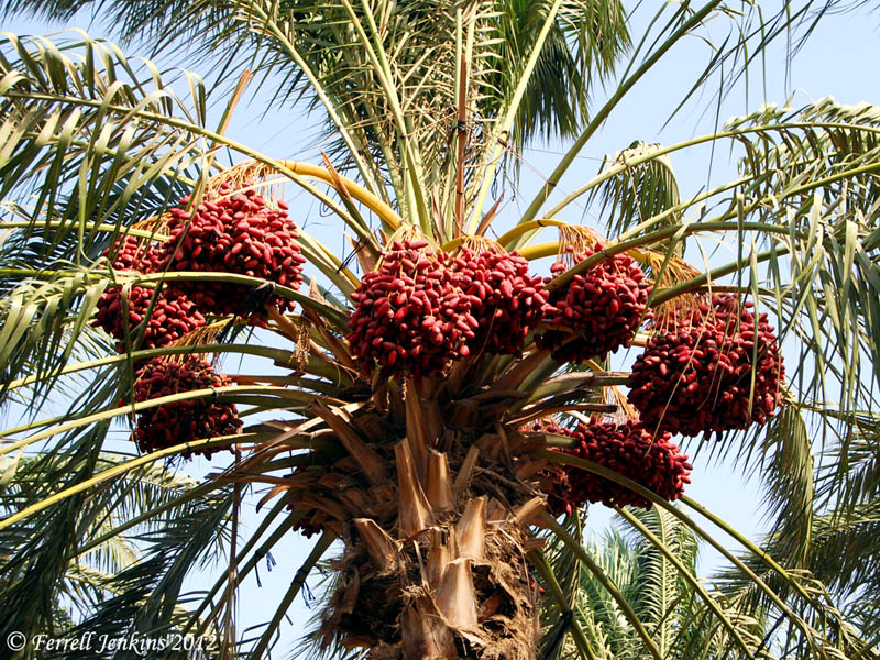 lynds fruit farm what fruit grows on palm trees lynds fruit farm what fruit grows on palm trees